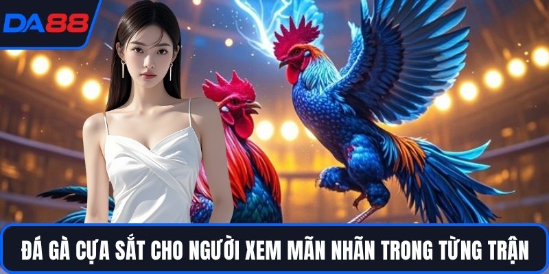 Đá Gà Cựa Sắt - Đấu Trường Của Những Chiến Kê Huyền Thoại - Zogo